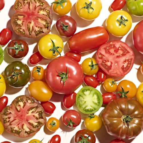 Fresh Tomatoes